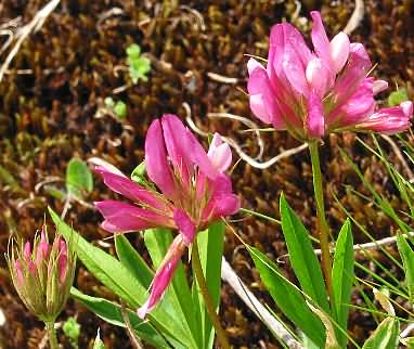 Fotografie von Trifolium alpinum, Alpen-Klee