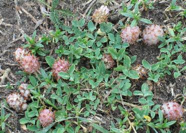 Fotografie von Trifolium fragiferum, Erdbeer-Klee