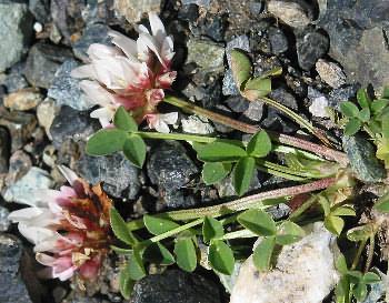 Fotografie von Trifolium thalii, Thals Klee