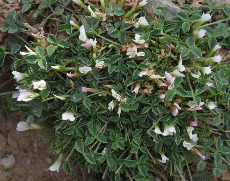 Fotografie von Trifolium uniflorum, Einblütiger Klee
