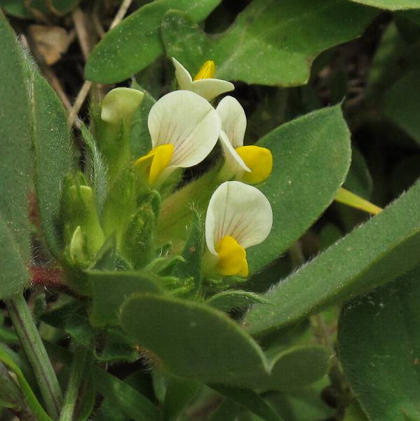 Fotografie von Tripodion tetraphyllum, Blasen-Wundklee
