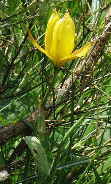 Fotografie von Tulipa sylvestris ssp. australis, Südalpine Tulpe