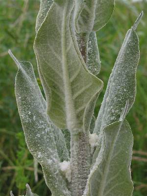 Fotografie von Verbascum pulverulentum, Flockige Königskerze