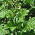 Foto von Chenopodium bonus-henricus, Guter Heinrich, 9.6.2003, Tarasp-Fontana