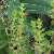 Foto von Chenopodium foliosum, Echter Erdbeerspinat, 7.7.2014, zwischen Bever und Samedan