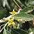 Foto von Elaeagnus angustifolia, Ölweide, 31.5.2002, nahe Weiden am Neusiedler See