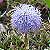 Foto von Globularia nudicaulis, Nacktstengelige Kugelblume, 12.6.2003, zwischen Buffalora und Alp La Schera