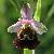 Foto von Ophrys holosericea, Hummel-Ragwurz, 28.5.2005, Hochwasserdamm bei Kappel