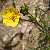 Foto von Potentilla grandiflora, Großblütiges Fingerkraut, 21.7.2004, zwischen St. Moritz und Corviglia