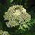 Foto von Tanacetum macrophyllum, Großblütige Wucherblume, 10.6.2004, beim Badloch