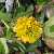 Foto von Trifolium badium, Braun-Klee, 17.7.2004, zwischen Alp Astras und S-charl